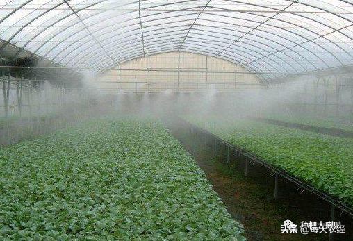 育苗入门知识,育苗学习方法和技巧