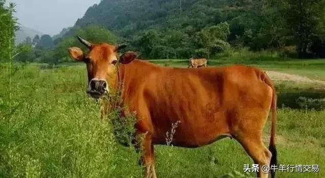 牛常见品种有哪些,牛的品种介绍及图片