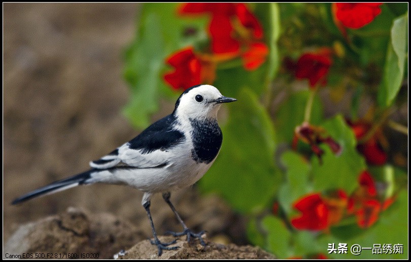 鸟类名字生僻字,带有鸟字的生僻字