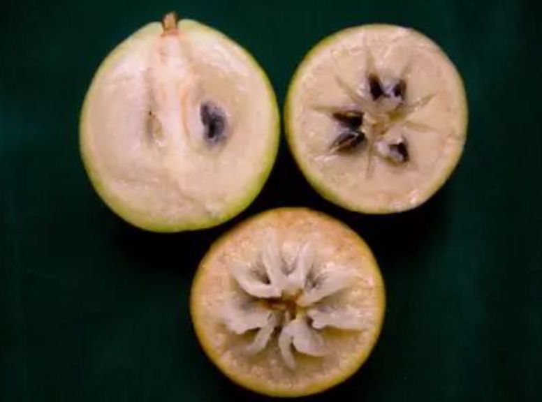 真的是活久见!长成这样居然能吃?