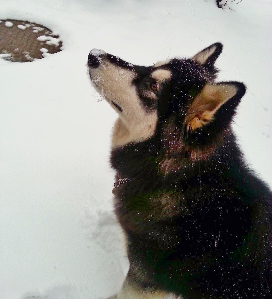怎样选一款适合自己狗狗的狗粮,怎样选一款适合狗狗的狗粮
