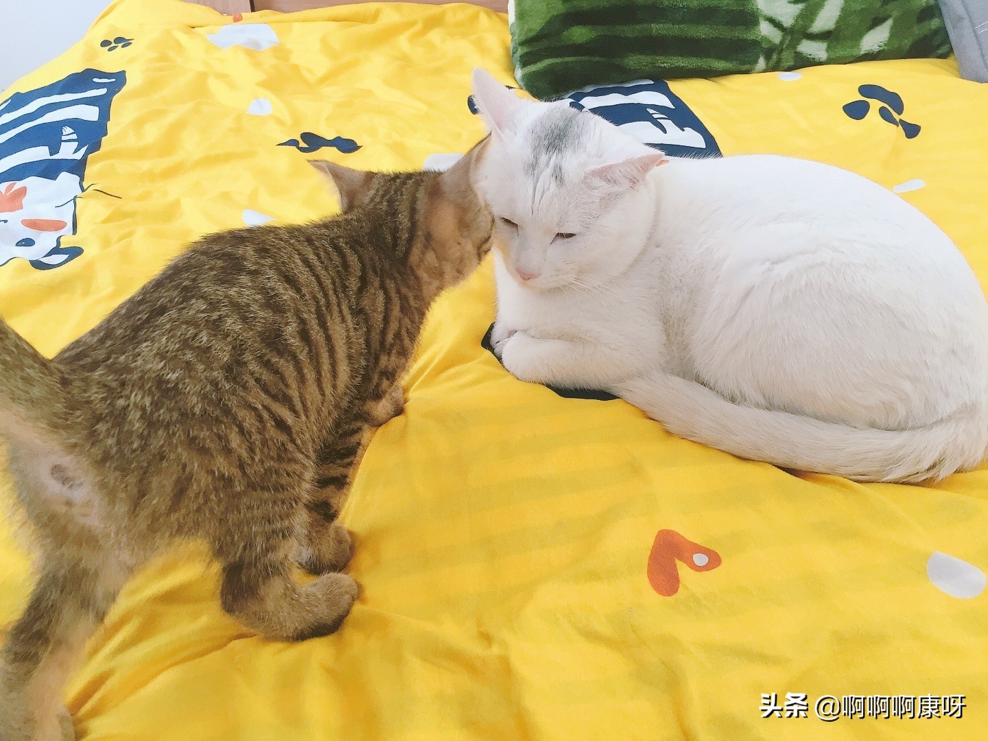 最好养的猫咪狸花猫,田园猫狸花猫真的不适合家养吗