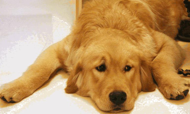 夏天蚊子多怎么给狗驱蚊,宠物用什么方法预防蚊子