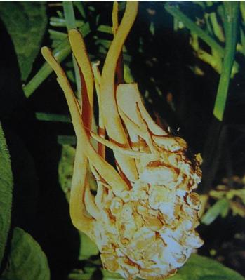 除了虫草还有什么补品,虫草跟冬虫夏草有什么区别