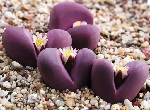 世界十大花卉排行榜名单,世界十大名贵花草