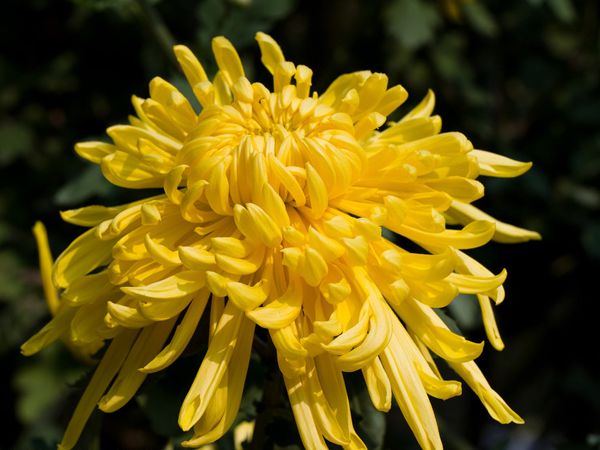 菊情，菊意，菊之气