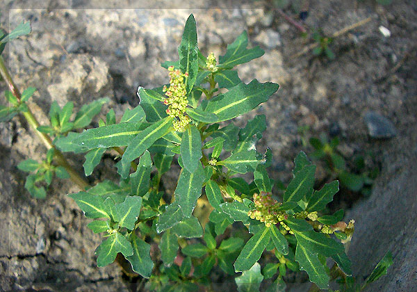 适合山东地区种植的珍稀树种,十种常见观赏草有哪些