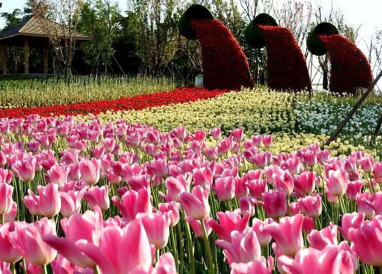 *安泰**赏花休闲婚拍就到泰山花海摩玛梦想城