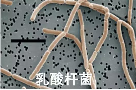 优始益生菌,优始