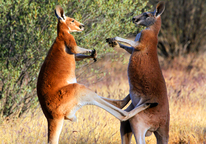 怀胎三年故事,怀胎四年的故事