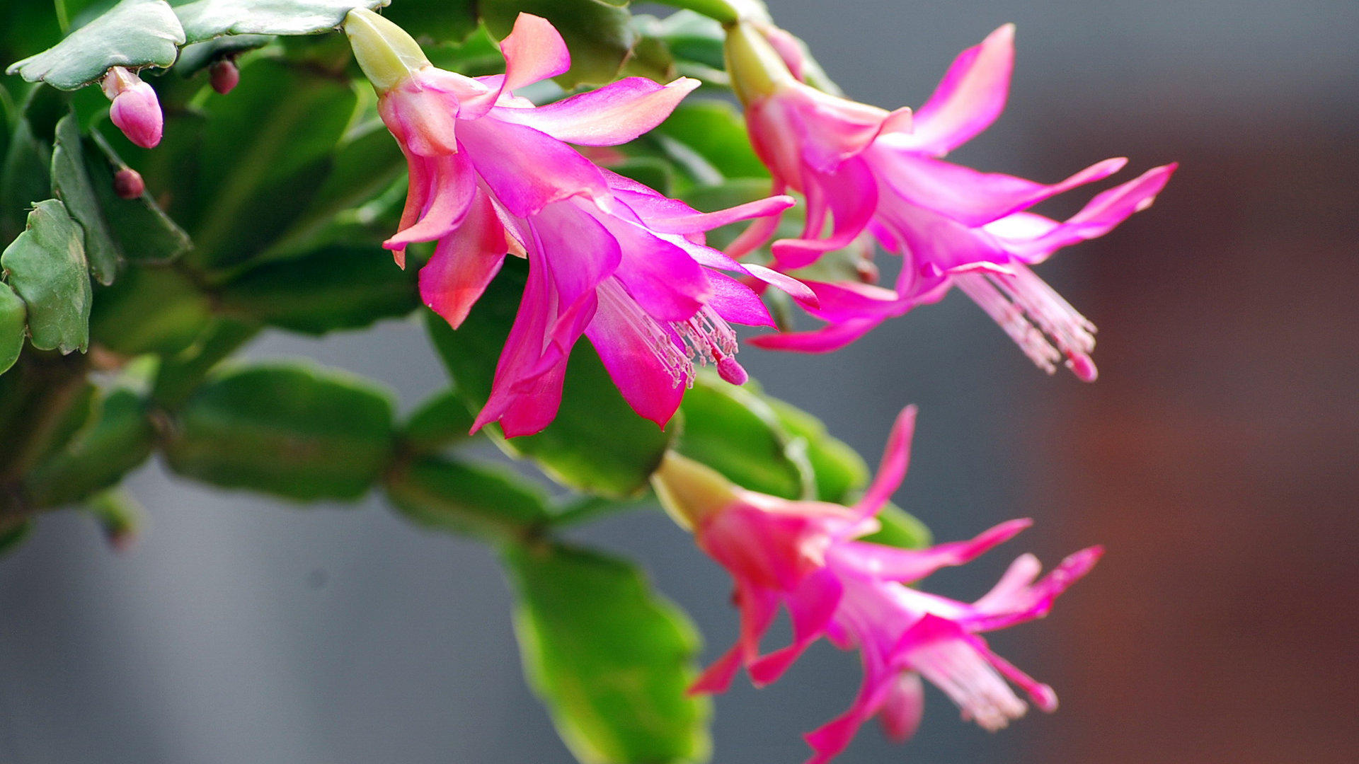 蟹爪兰如何养根才能不烂,蟹爪兰夏季烂根怎么救活