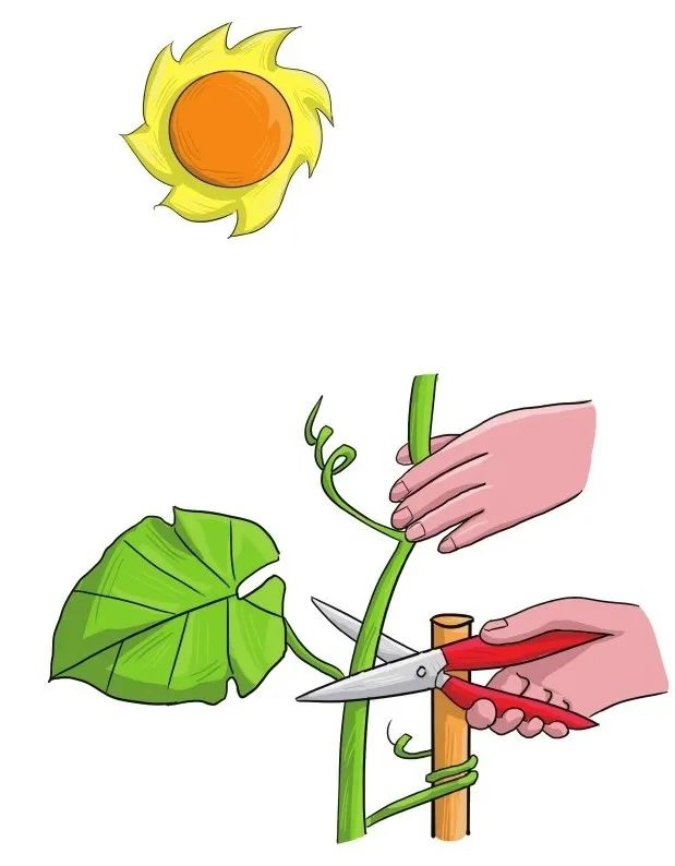 6步在阳台上栽种黄瓜，解开黄瓜生长过程中遇上的栽培难题