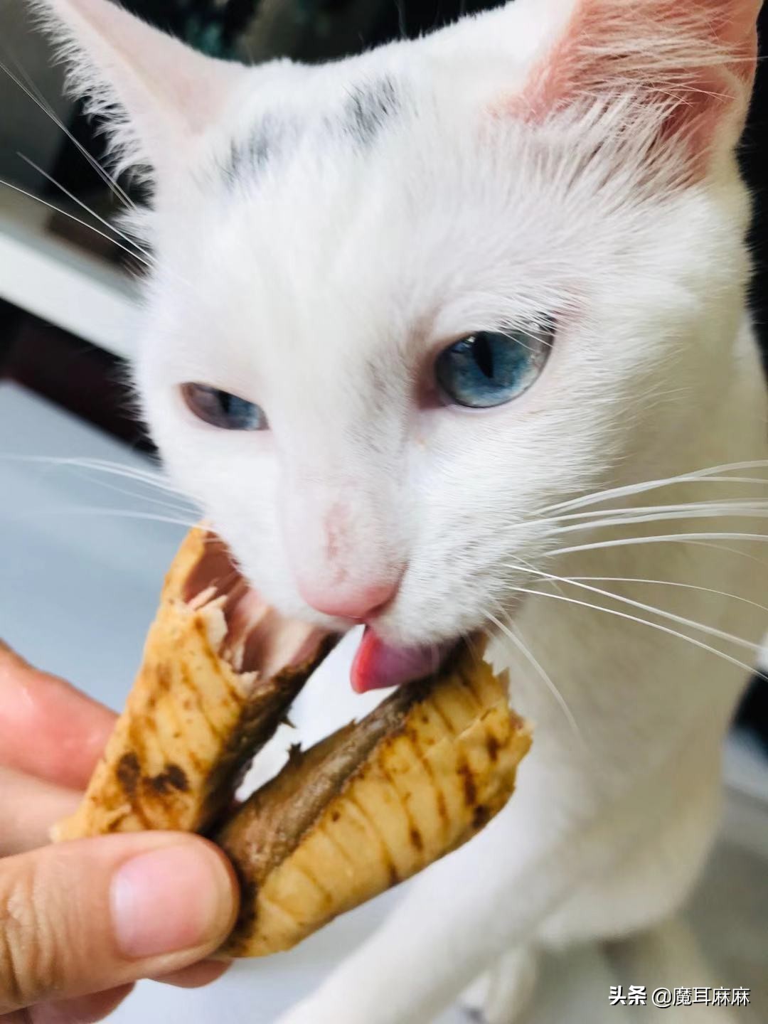 资深铲屎官都喂猫咪吃些什么,铲猫咪屎有注意事项吗