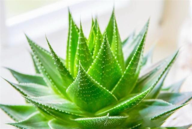 芦荟的种植方法和作用,种植的芦荟有哪些作用