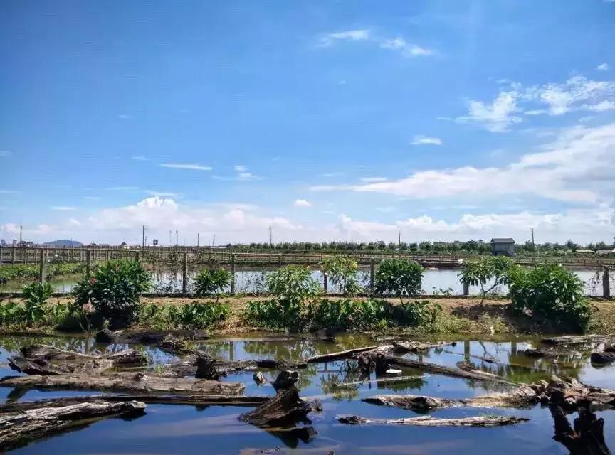 广州的这8个小岛，人少又免费，适合大小情侣的去处