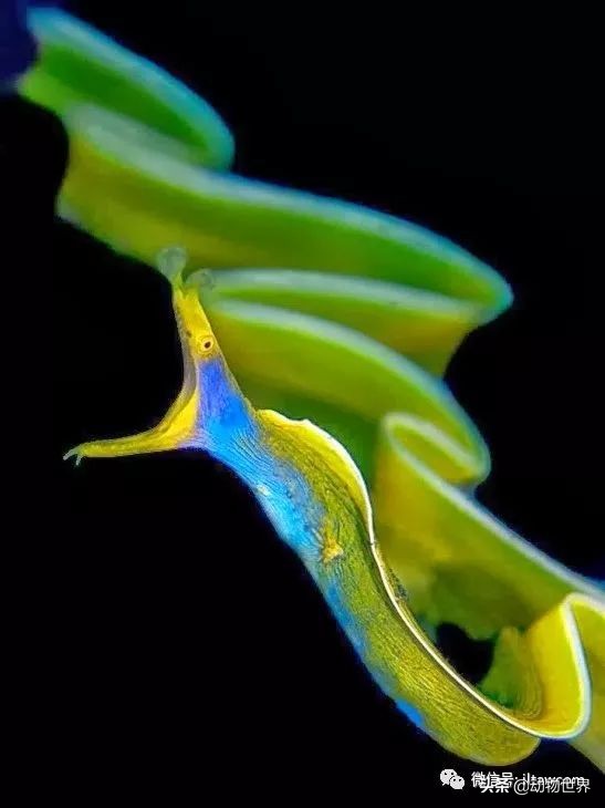 花里胡哨的淡水鱼,奇形怪状的海洋鱼