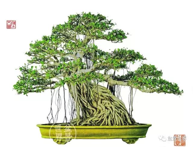 榕树罗汉松风水树,什么形状的榕树盆景好