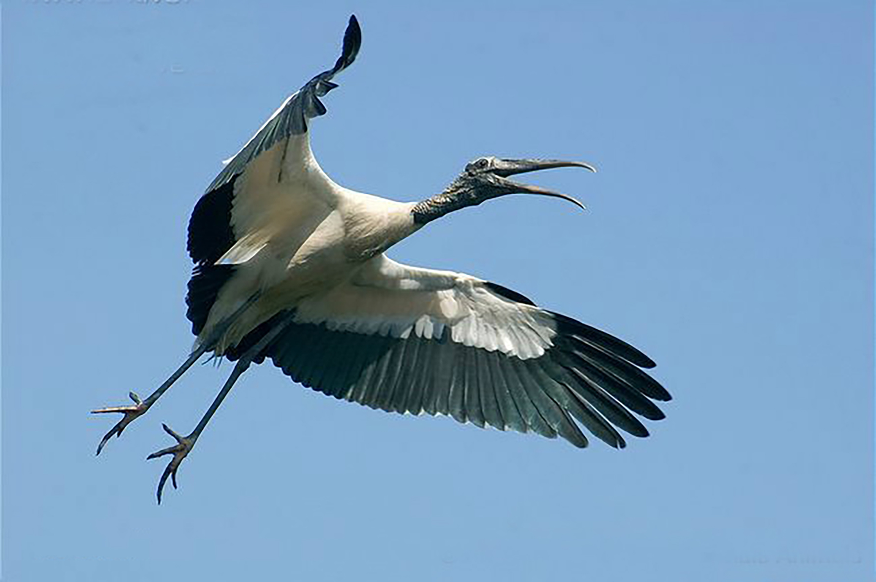 东江揽胜,惠州淡水常见鸟类图谱