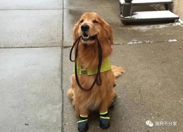 狗狗抗拒拉绳怎么办,如何训练狗狗戴牵引带