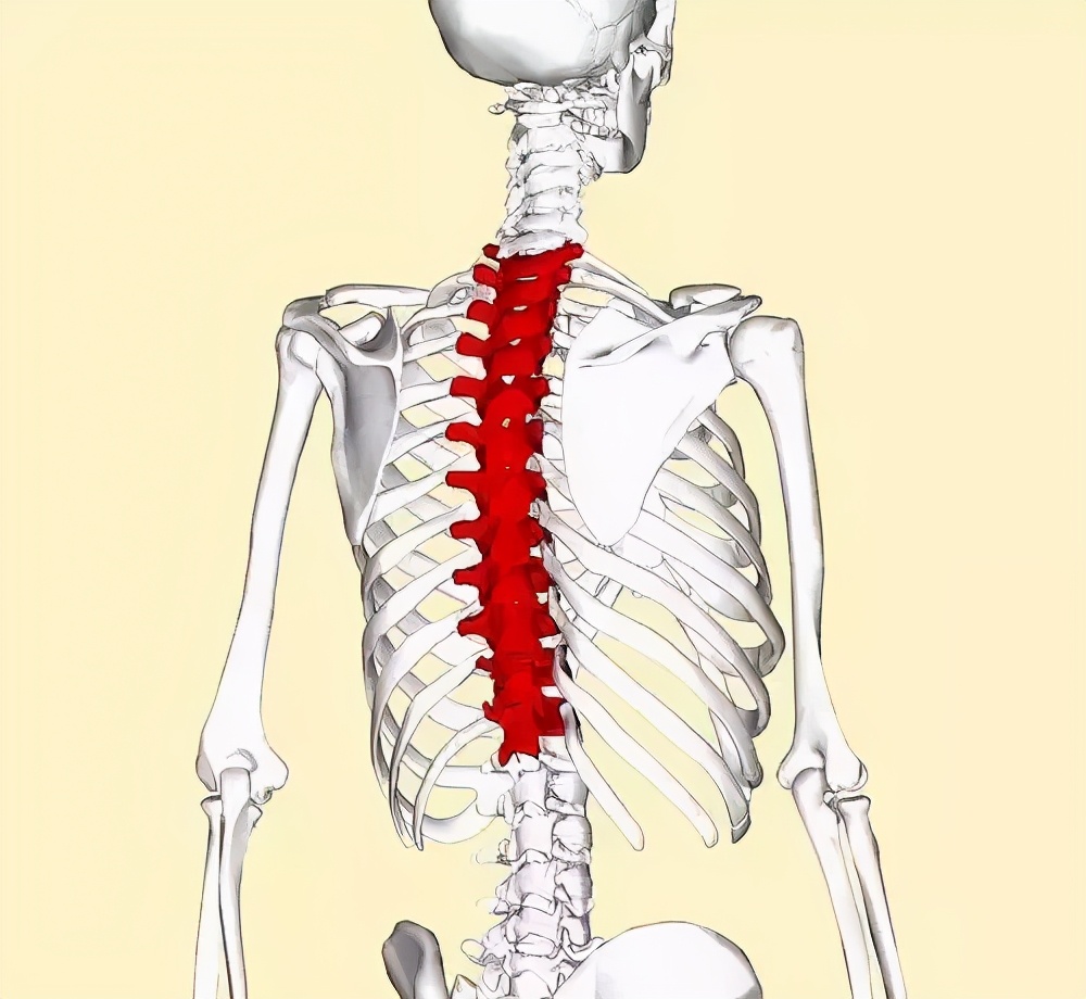 自我改善脊柱弯曲,自我改善脊柱侧弯