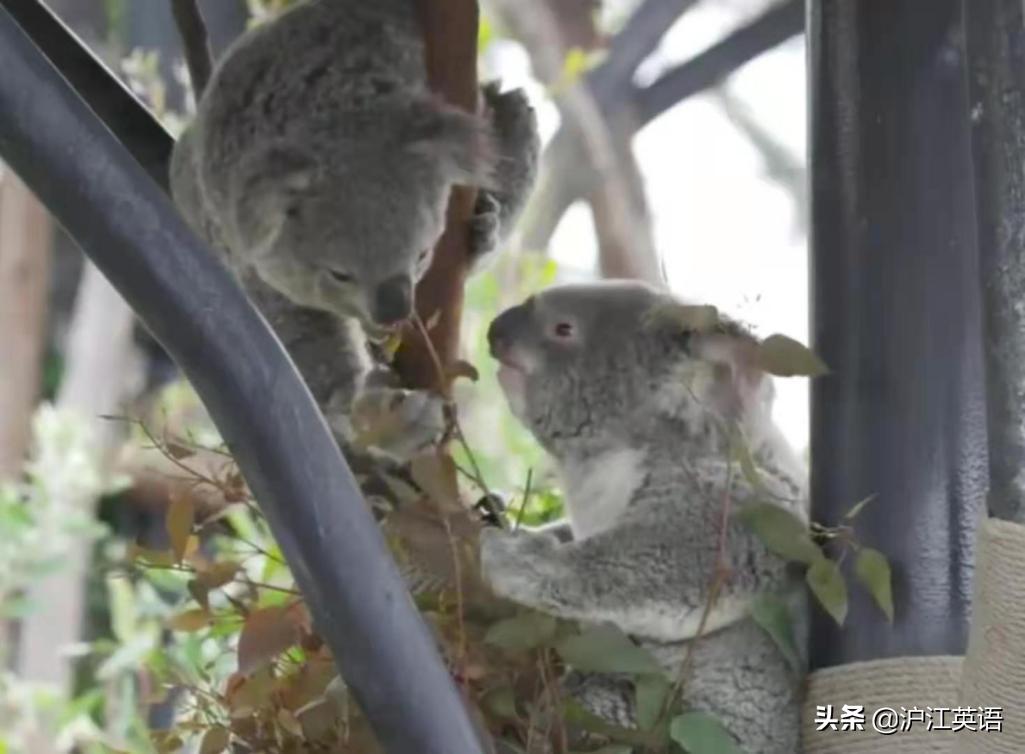 外国疫情下的大熊猫,英国大熊猫被送回中国