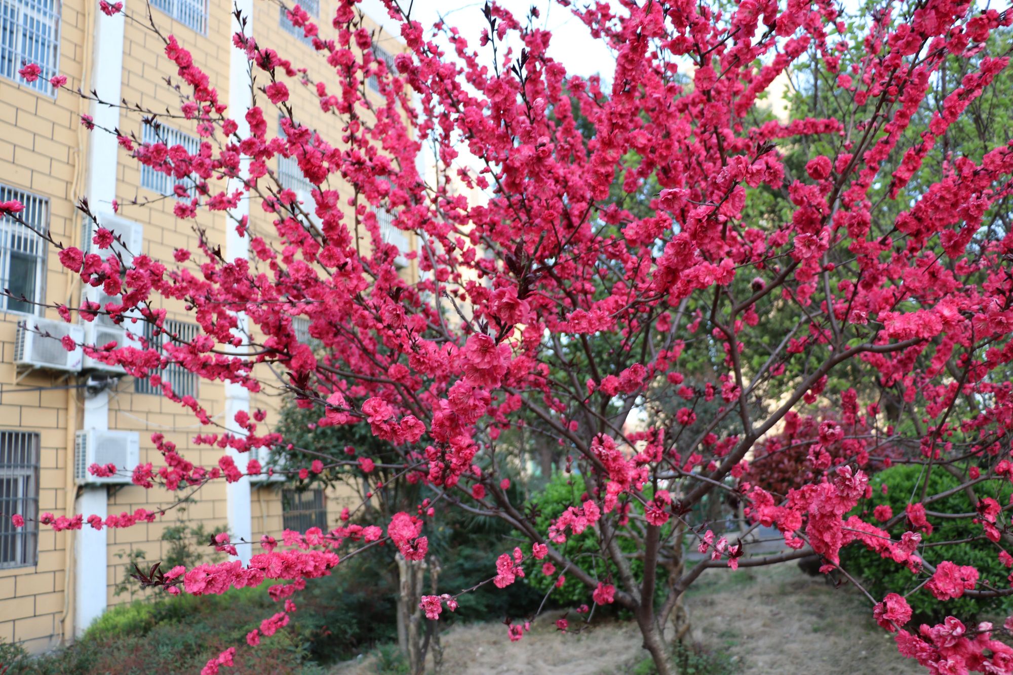 阜南9岁小孩,阜南第九小学校的视频