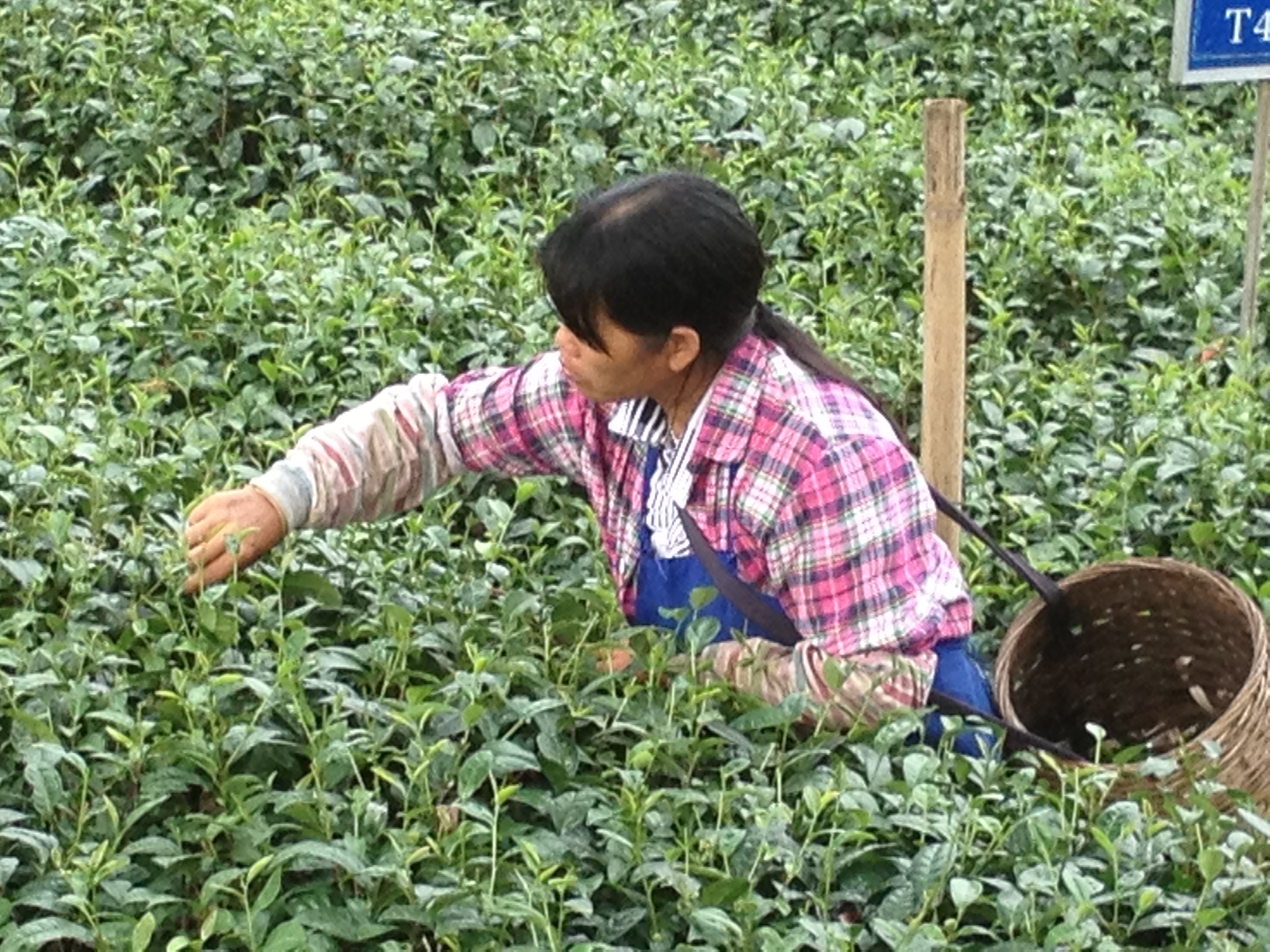 清远英德三日游攻略,英德三天两夜旅游攻略