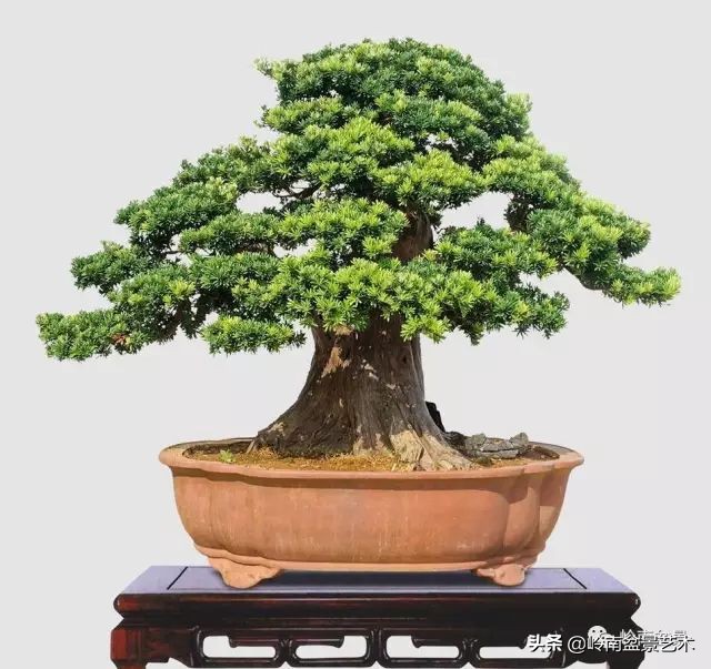 旺财罗汉松,罗汉松招财还是挡煞