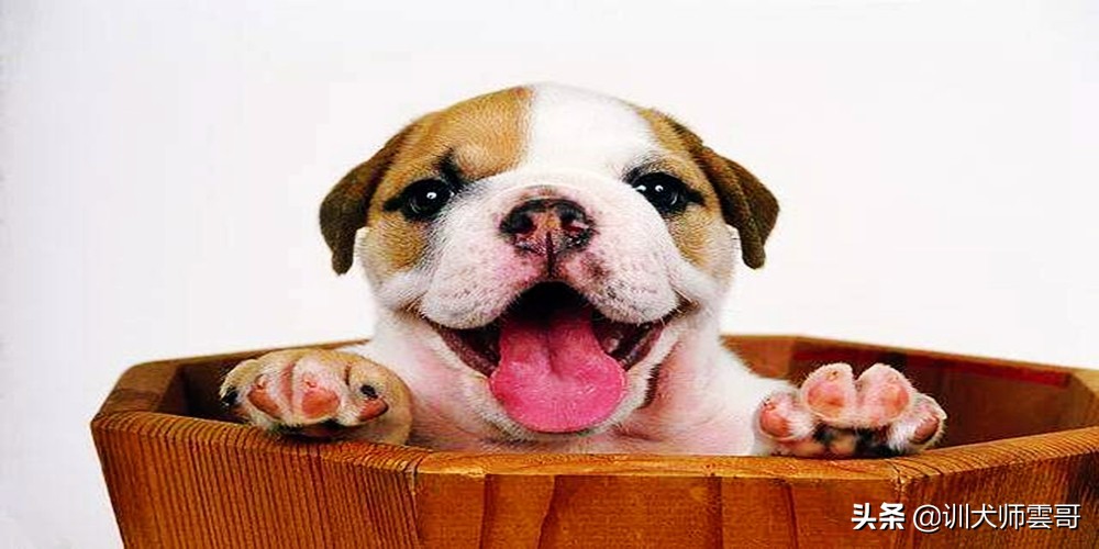 怎么挑选狗狗幼犬健康,怎样挑选土狗幼犬看家才厉害