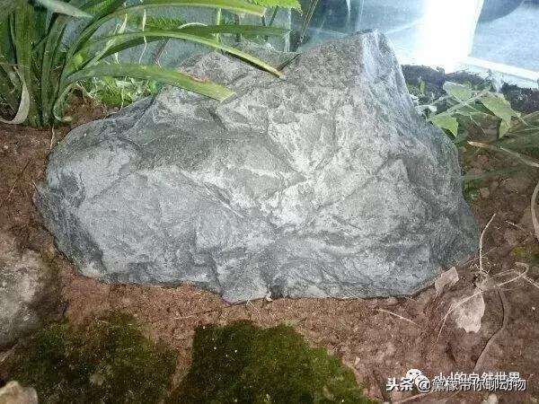 丛林造景黄缘龟池设计图大全,龟宝宝黄缘龟生态缸造景教程