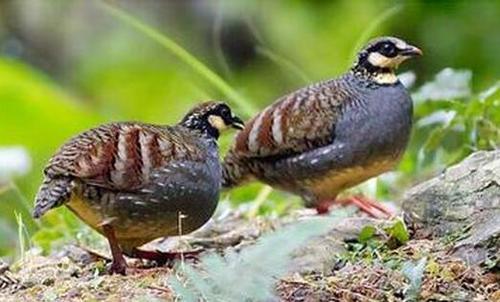 鹧鸪的饲养管理都需要注意什么，养殖利润高不高