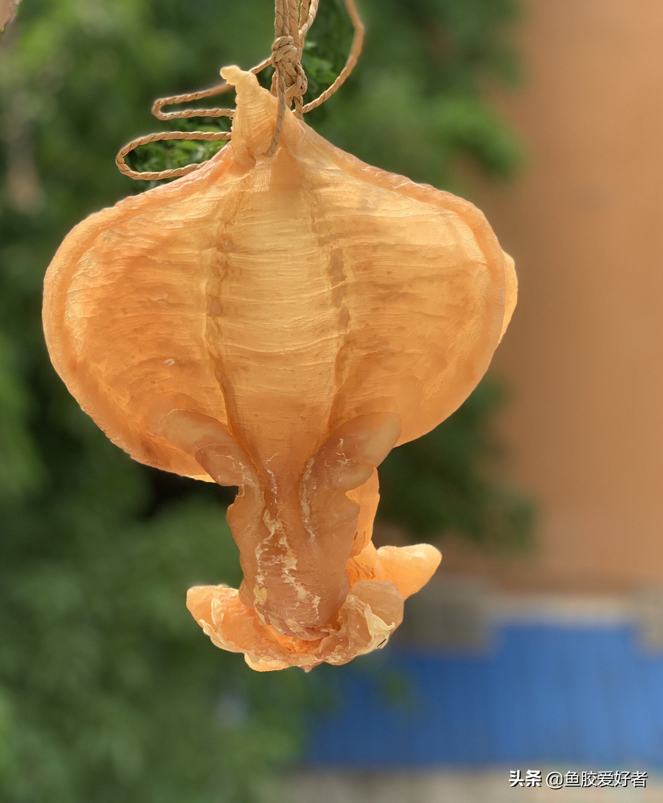 油炸鱼胶正确的泡发方法,潮汕人鱼胶正确的泡发方法