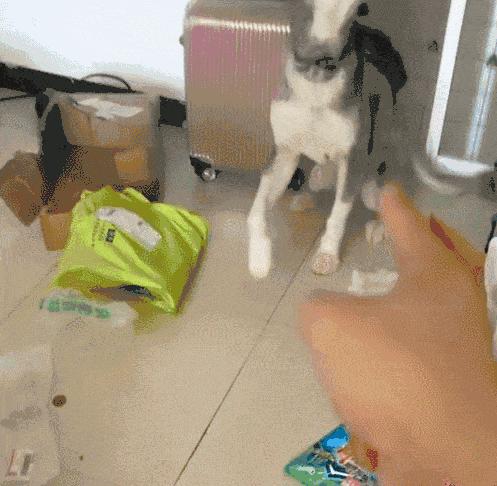 训狗的1000个绝招中文版视频,狗变乖巧萌犬训狗达人有妙招