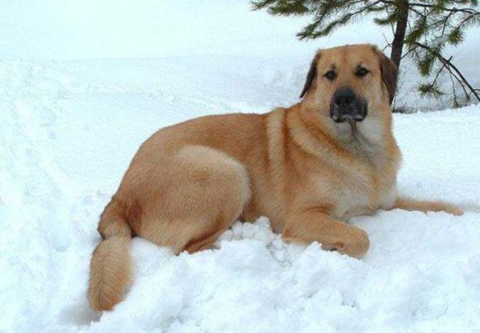 盘点狗界“最惨”的7种狗狗,45种常见狗狗你能认出几种