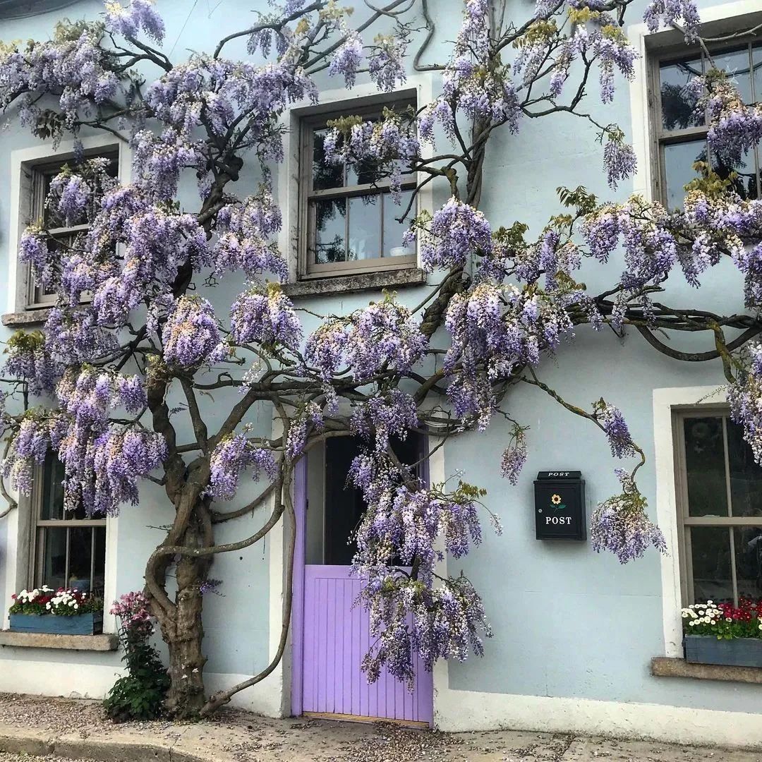 植物和花盆搭配,铁线莲哪个品种和紫藤搭配