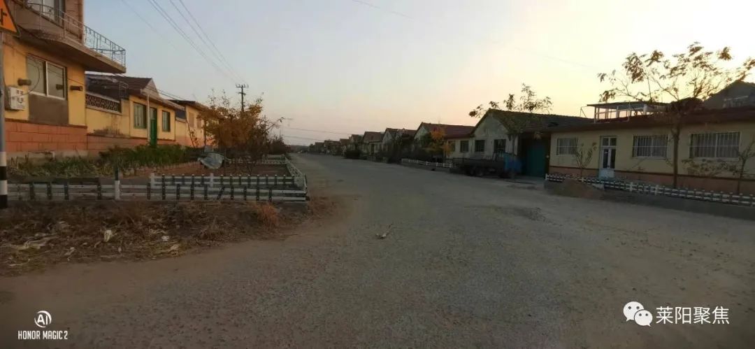 莱阳市胡城,莱阳胡城沙参