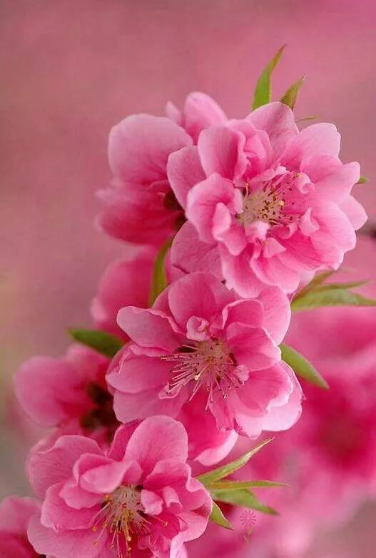 又是一年桃花开的朗诵,一树桃花开诗100首