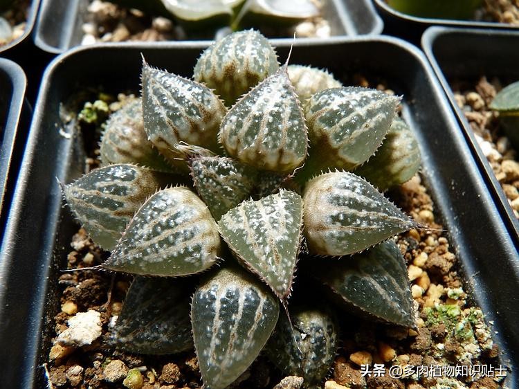 为什么现在多肉植物都很贵,为什么多肉这种植物这么贵