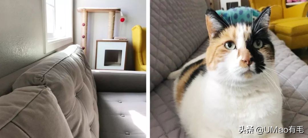 刷毛神器猫毛清理器,真正好用的猫去毛神器