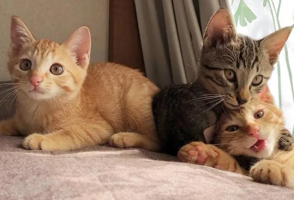 这些名贵的中华田园猫你都知道吗,中华田园猫中最稀有的田园猫排名