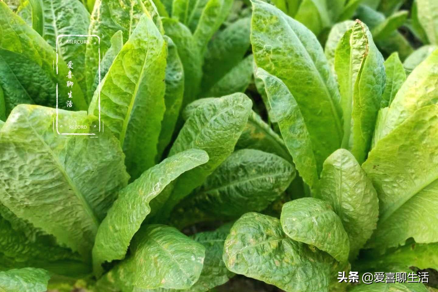 这才是莴笋最好吃的做法脆嫩爽口,这才是莴笋最好吃的做法脆爽滑嫩