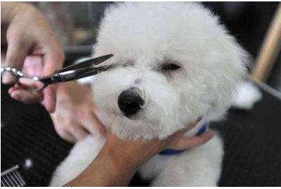 消除狗狗泪痕的维生素,狗狗泪痕日常去除最快最有效