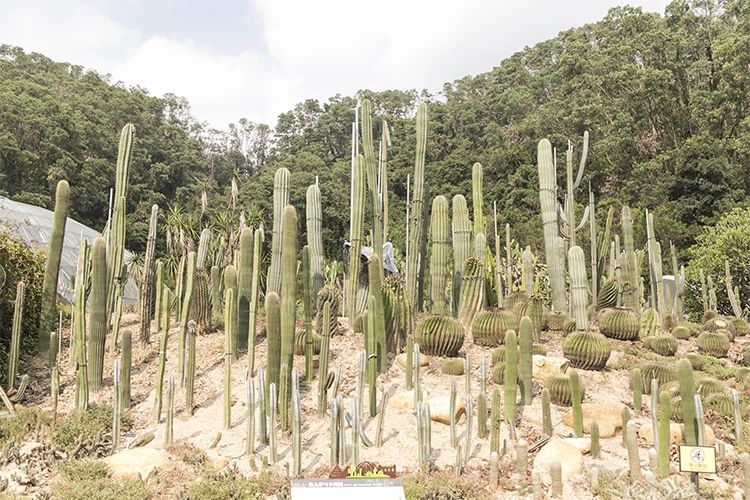 深圳游玩合集,深圳世界之窗游玩攻略必玩项目