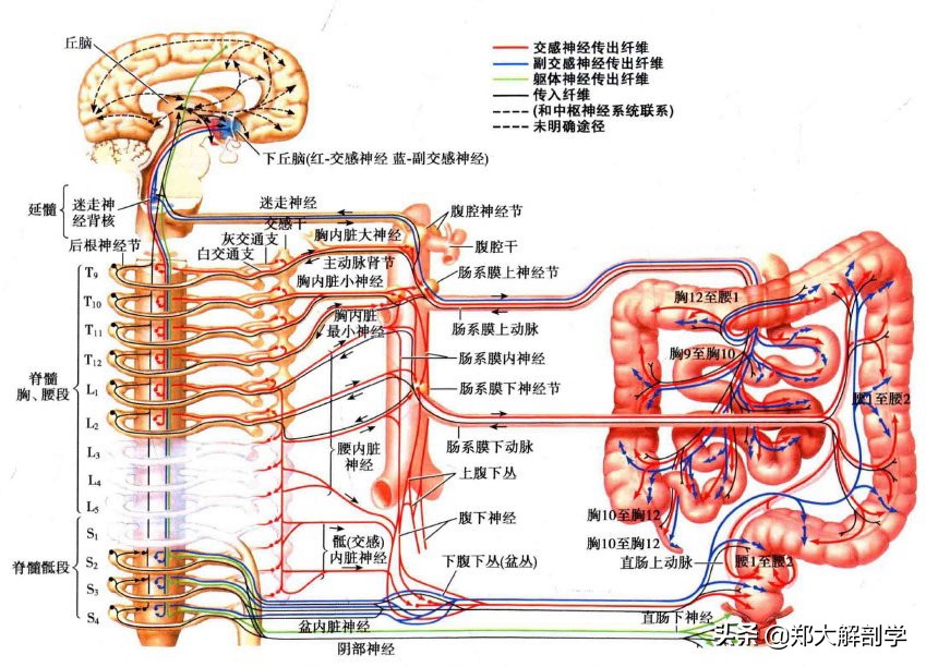 呼吸系统消化系统神经系统的组成,消化器官的神经支配图片