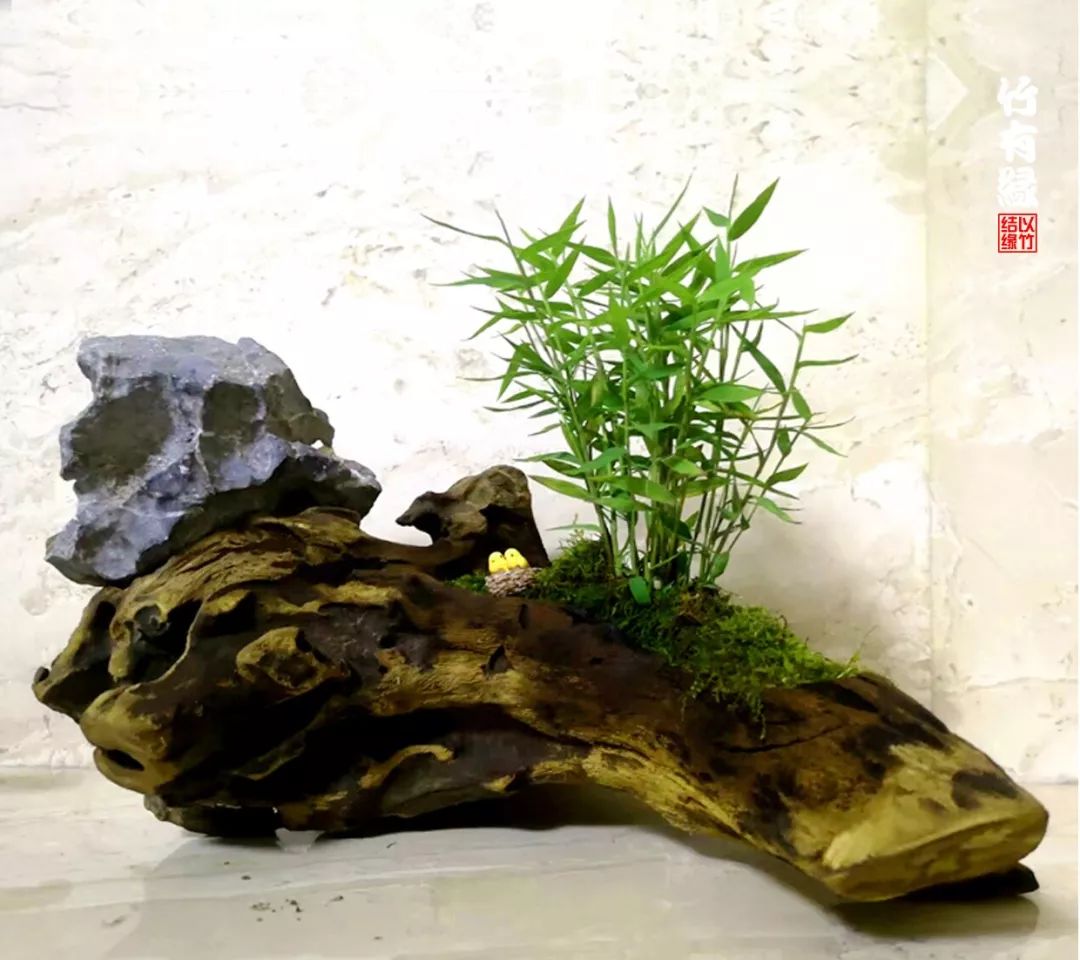 竹子浇水诀窍,竹子浇水的正确方法