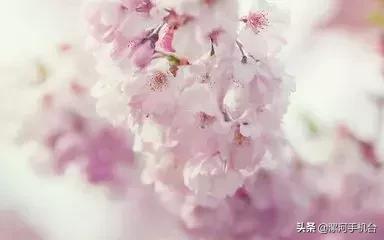 醉美沙堤,3月漯河美景