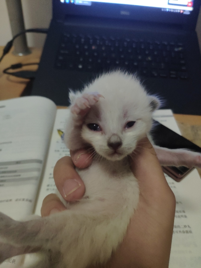 干货分享猫咪怀孕及生产护理攻略,写我第一次养猫的作文