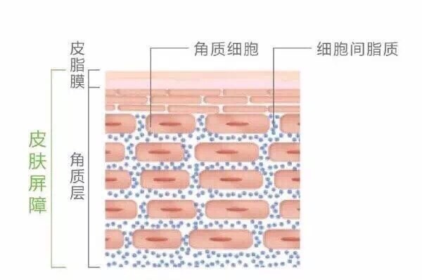 油皮出油严重怎么涂散粉,油皮怎么不用化妆品改善出油