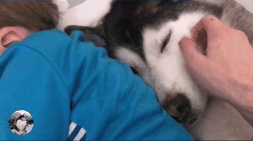 德牧躺在主人怀里睡觉,德牧躺着一动不动只喘气