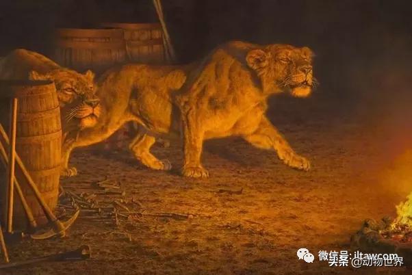 出游在外小心不要被动物吃掉哦